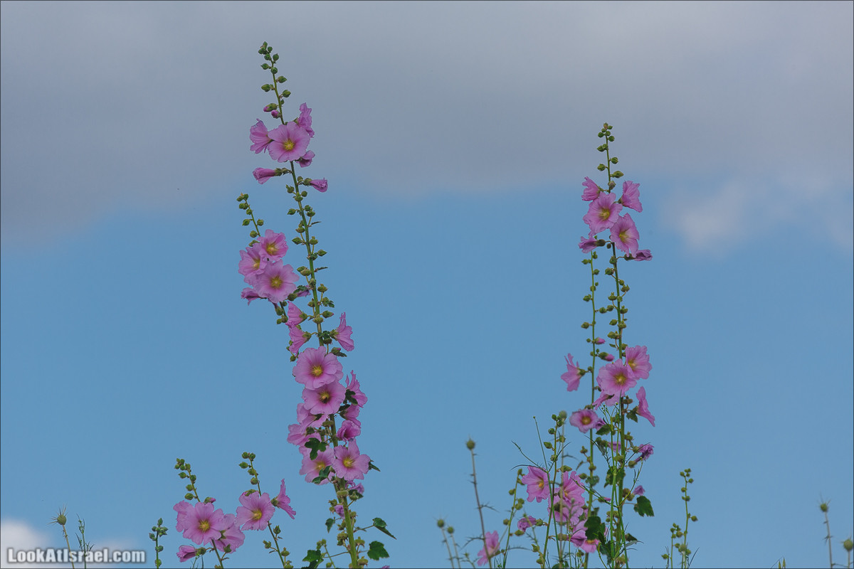 Песах в Долине Родников | Passover in Springs Valley| פסח בעמק המעיינות | LookAtIsrael.com - Фото путешествия по Израилю