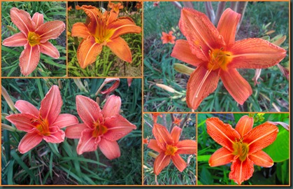 orange day lilies0608