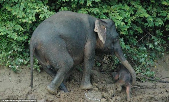 Mother Rescues Baby Elephant From Raging River in Borneo