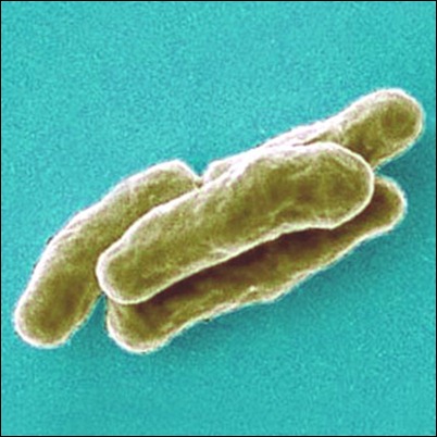 Mycobacterium_tuberculosis1