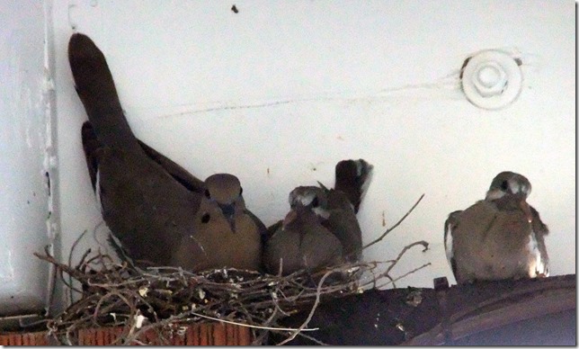 White-winged family in carport 5-15-2012 5-16-002