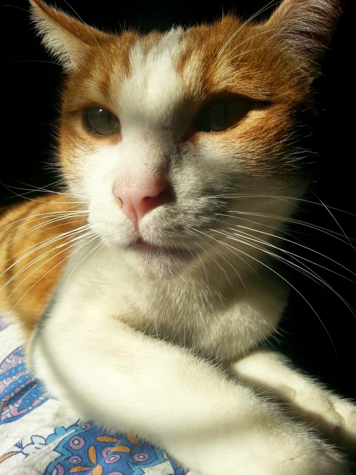 GLAZE IN HAZE. WHAT EYES SAY. cats