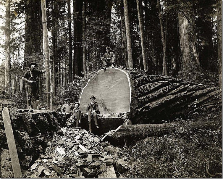 Lumberjacks-From-California-2