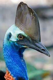 [Amazing%2520Animal%2520Pictures%2520The%2520cassowary%2520%25288%2529%255B7%255D.jpg]