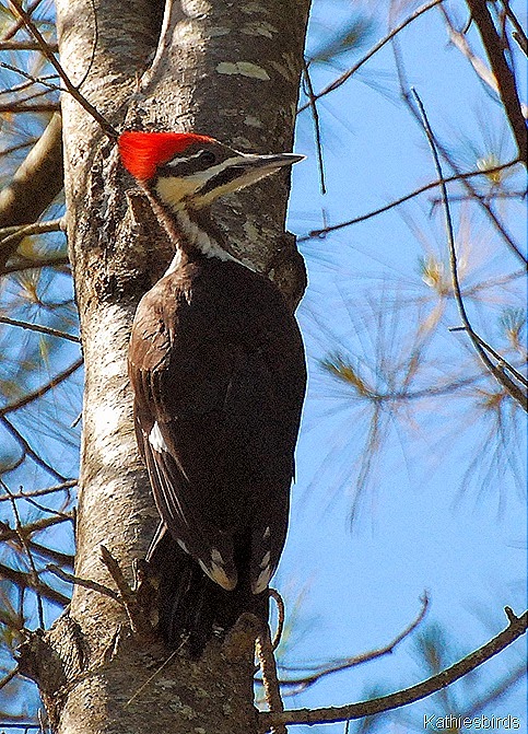 3. pileated woodpecker-kab