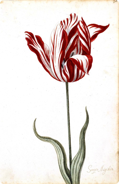 Botanical tulip print