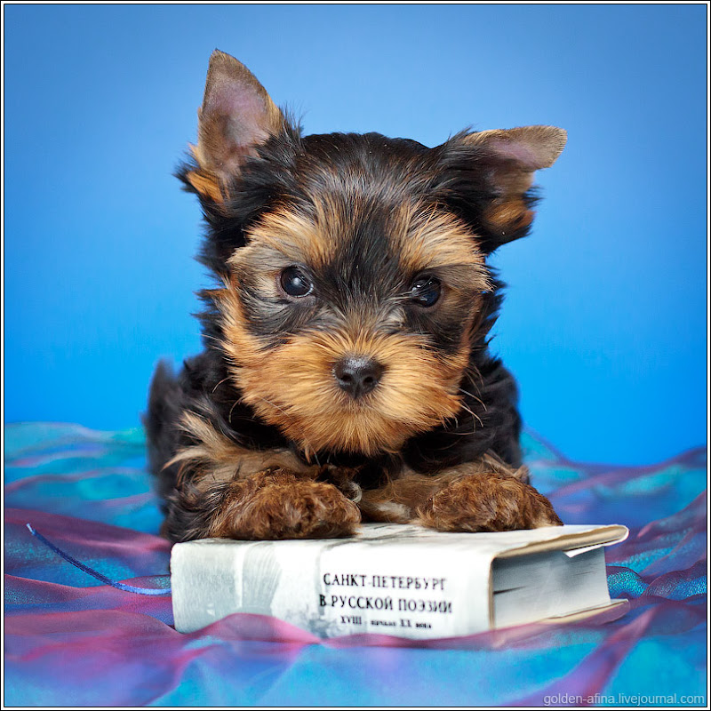 Йорк Купить Щенка Цена