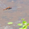 Spot-winged Glider dragonfly