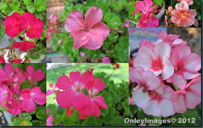 geraniums collage3