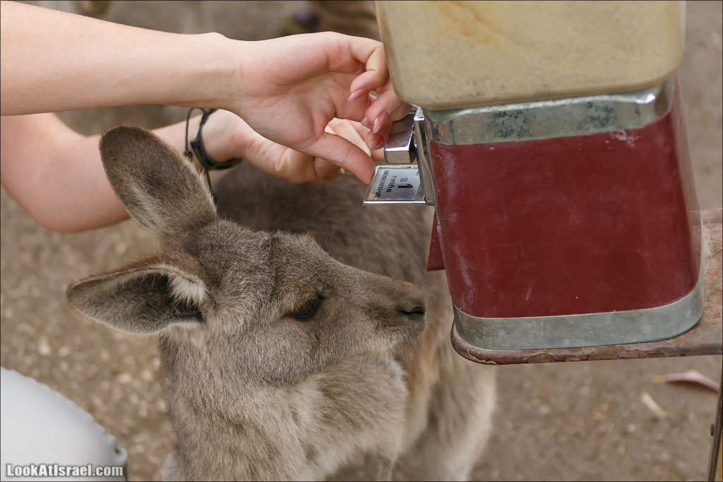 Ган Гуру - парк с кенгуру и другими австралийскими животными | Gan Guru | גן גורו | LookAtIsrael.com - Фото путешествия по Израилю