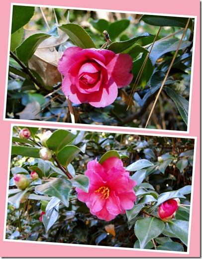 camellia rose 