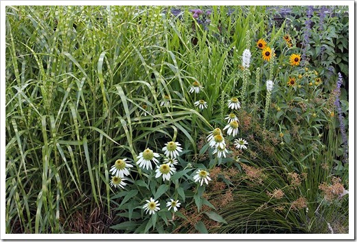 110707_frontyard_grasses perennials