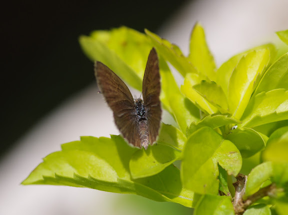 Zizina antanossa MABILLE, 1877, femelle. Yaoundé (Cameroun), 5 avril 2012. Photo : J.-M. Gayman