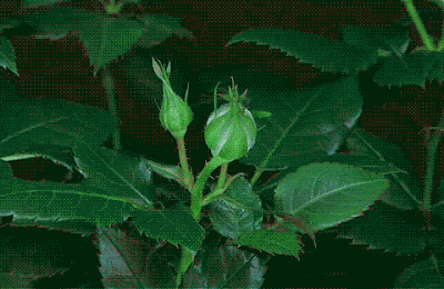 KII%5B1%5D%5B2%5D.gif