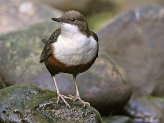 Burung White throated dipper white throated dipper bird