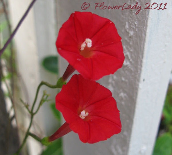 [07-10-cardinal-vine%255B3%255D.jpg]