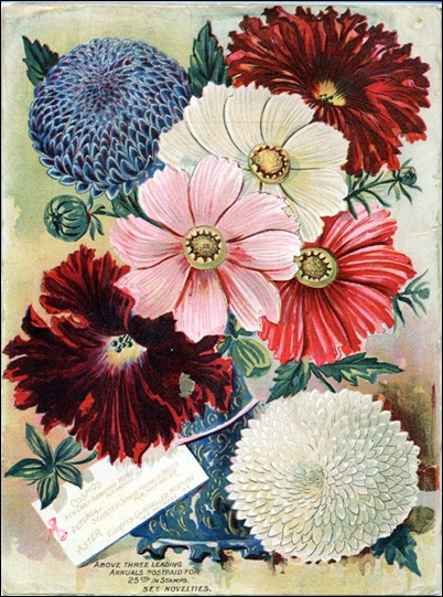 seed_asters