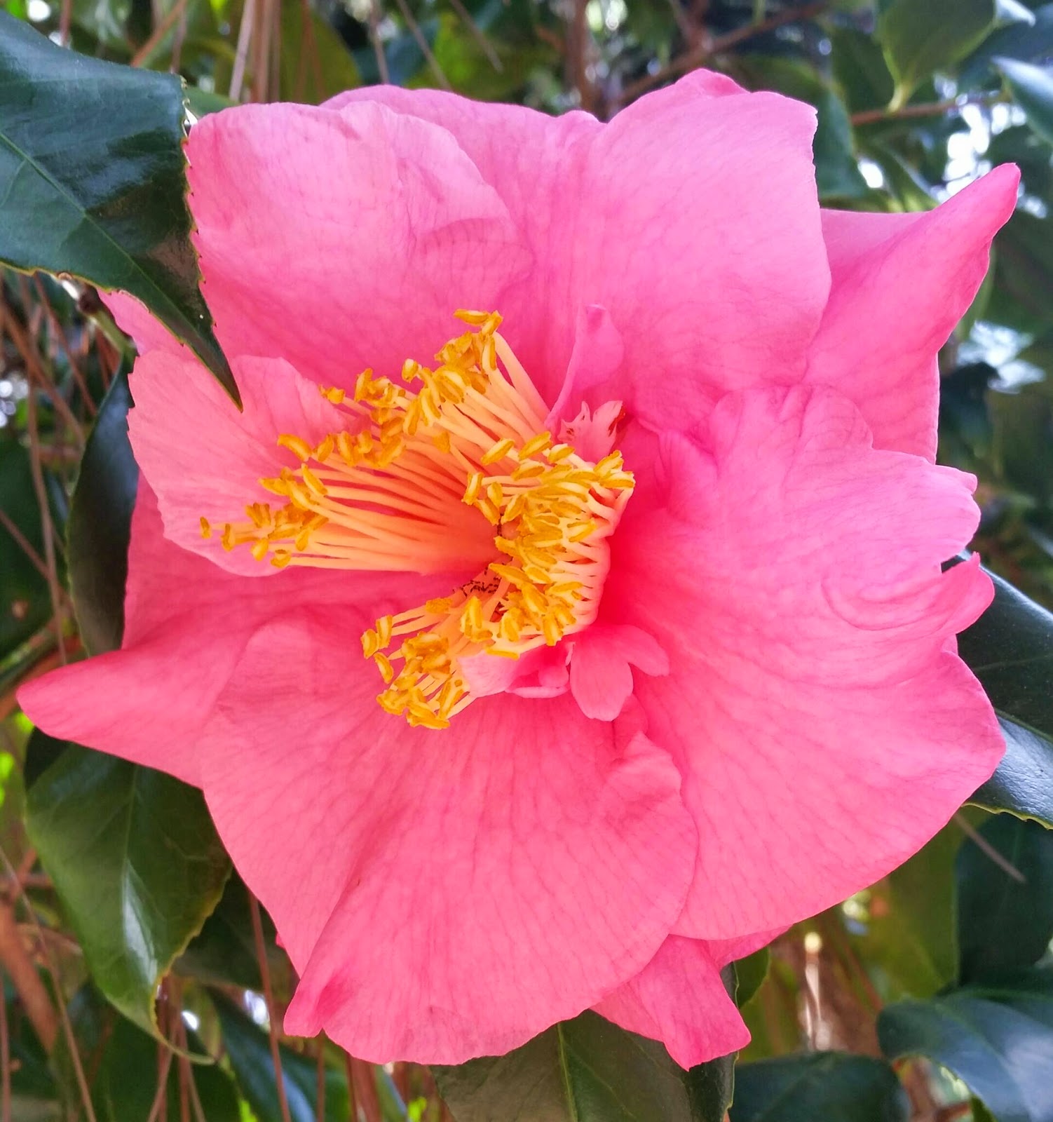 The Very Best Stuff : Christmas Camellia