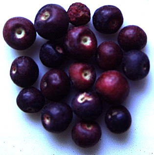[Phalsa%255B2%255D.jpg]