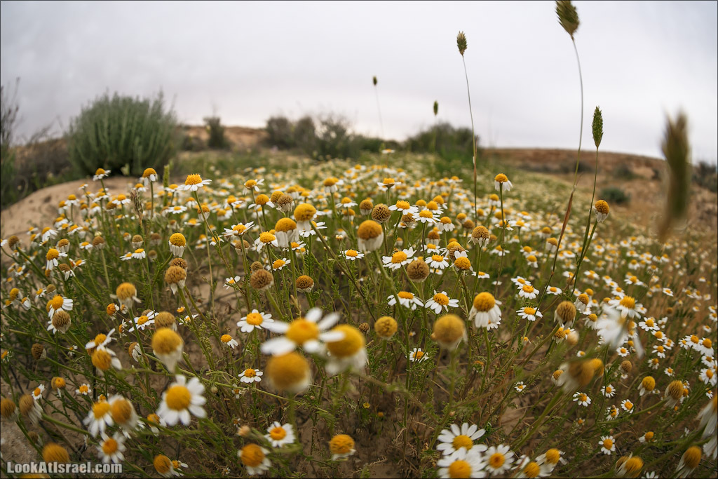 Водоёмы (колодцы) Луц | Lutz cisterns | בורות לוץ | LookAtIsrael.com - Фото путешествия по Израилю