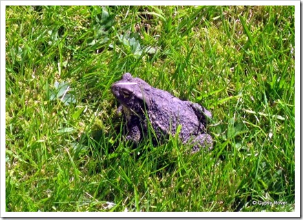 This Toad nearly got trod on in the Braemar Kirkyard.