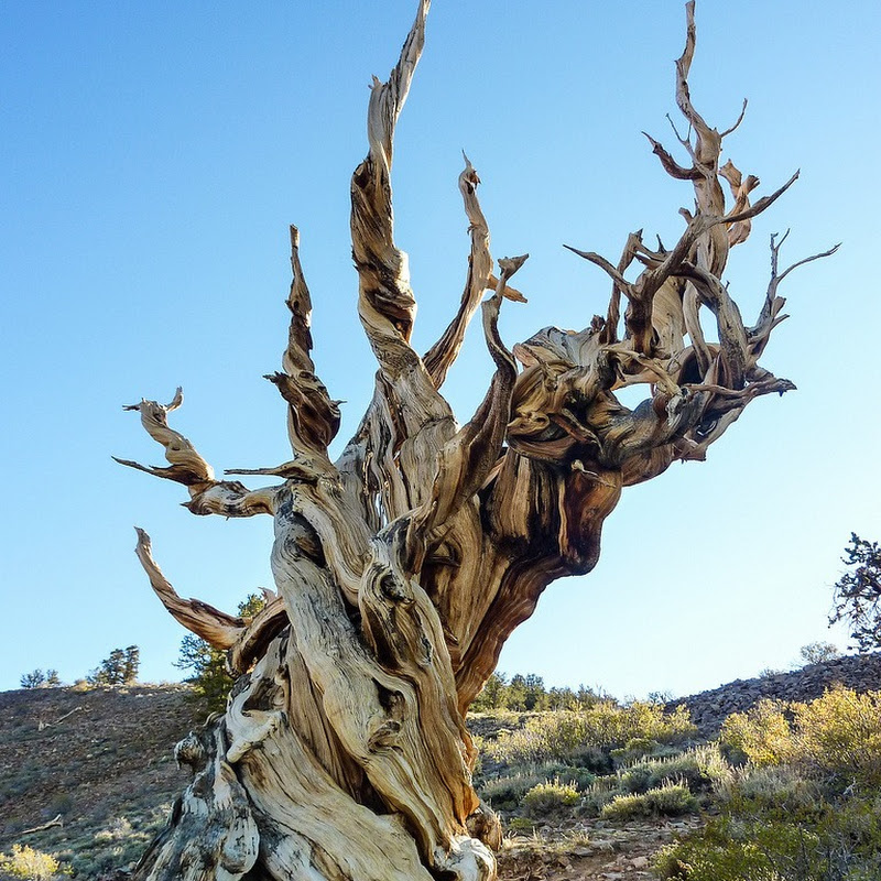 Bristlecone Pines The Oldest Trees on Earth Amusing