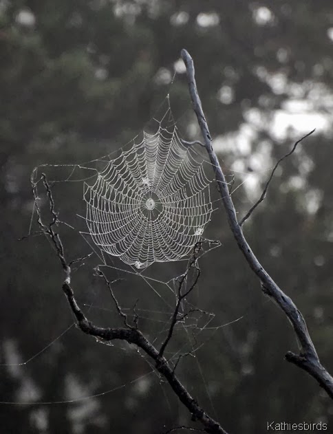 11. spider's web-kab