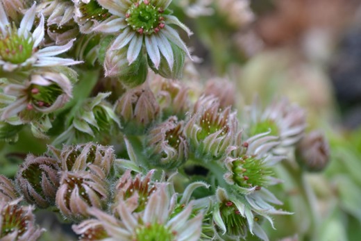Close picture of Ice plant also known as Houseleek