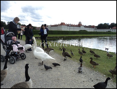 nymphenburg castle-swans and ducks