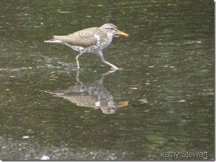 Spotted Sandpiper in the parking lot