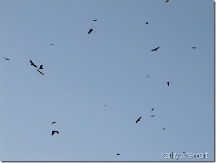 Overhead birds