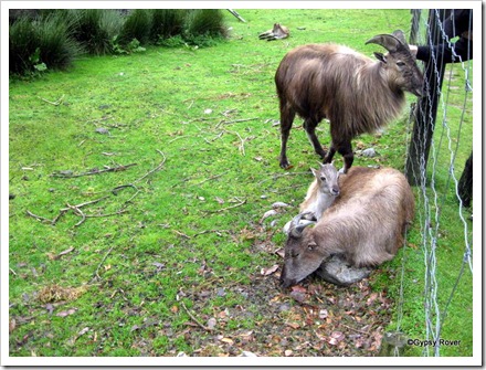 Thar goats at the Bushmans Centre.