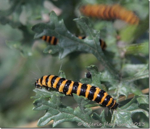 4-Cinnabar-caterpillar