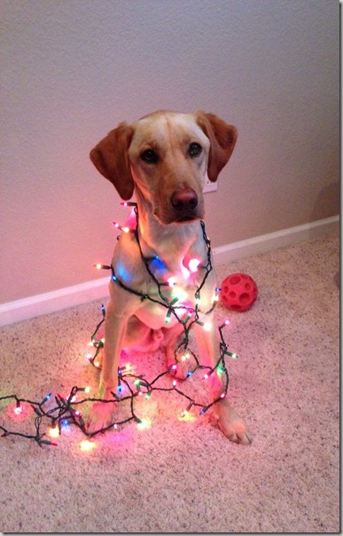 perro gorritos navidad (20)
