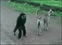 gifs animados de chimpance (10)
