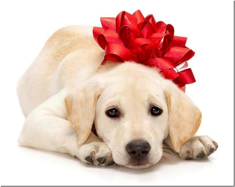 perro gorritos navidad (11)