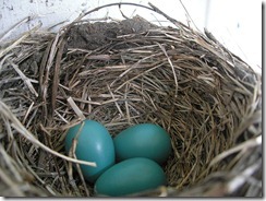 800px-American_Robin_nest_and_eggs