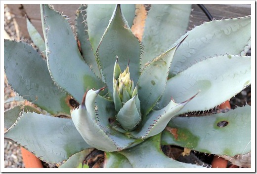 130503_Agave-parryi-with-flower-spike_03