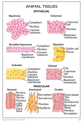 Multiple Choice Quiz on Animal Tissues