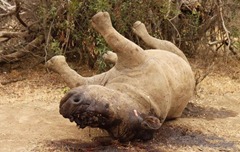 Extinct Rhino