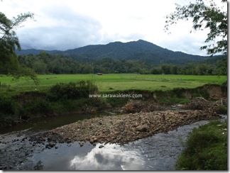 Bakalalan_rice_field_sawah_padi_6