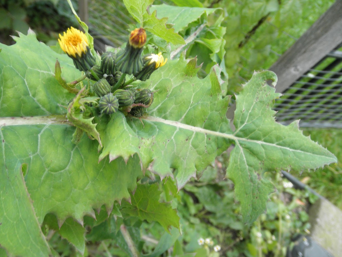 Prickly Lettuce