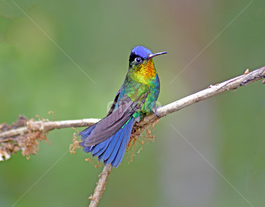 Fiery-throated Hummingbird  (Panterpe insignis)  by Mauro Román - Animals Birds ( love, nature, hummingbird, birds )