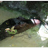 The Cuvier's dwarf caiman or Musky caiman
