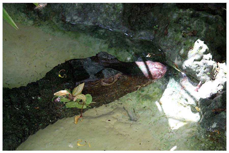 The Cuvier's dwarf caiman or Musky caiman