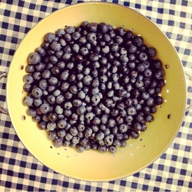 Bryant's Blueberries