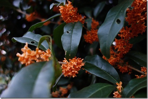 r-DSC02304 r-DSC02304