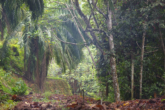 Entre la plantation de palmiers à huile et la forêt (lot n°2). Sukau, 12 août 2011. Photo : J.-M. Gayman