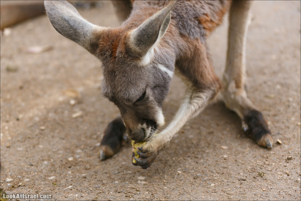 Ган Гуру - парк с кенгуру и другими австралийскими животными | Gan Guru | גן גורו | LookAtIsrael.com - Фото путешествия по Израилю