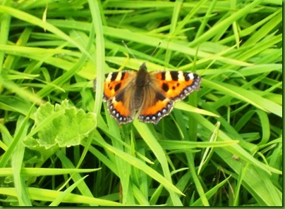 016-1  The Small Tortoiseshell Butterfly